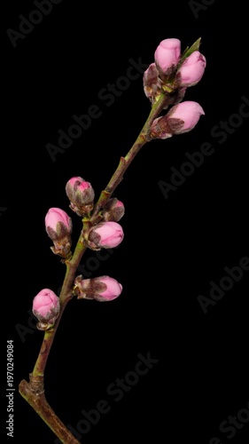 Macro time lapse blooming pink apricot flowers on tree branch, isolated on pure black background.