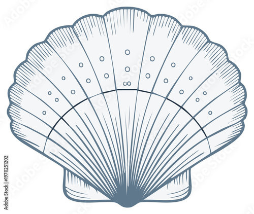 Illustration of an intricately detailed scallop shell with a vintage aesthetic, suitable for design projects.