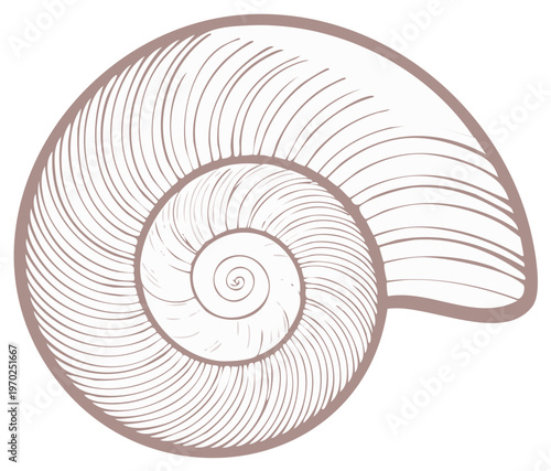 Elegant Shell with Inner Spirals and Delicate Line Work in Neutral Tones an Organic Design
