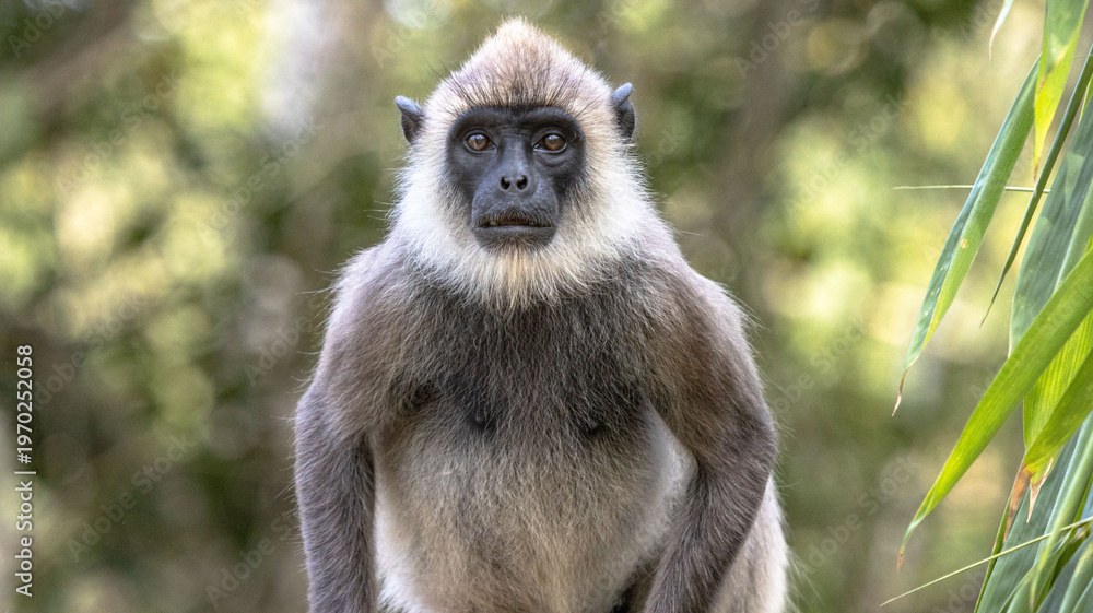 Fototapeta premium monkey face, gray Asian monkey direct poses bluer background 