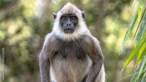 monkey face, gray Asian monkey direct poses bluer background 