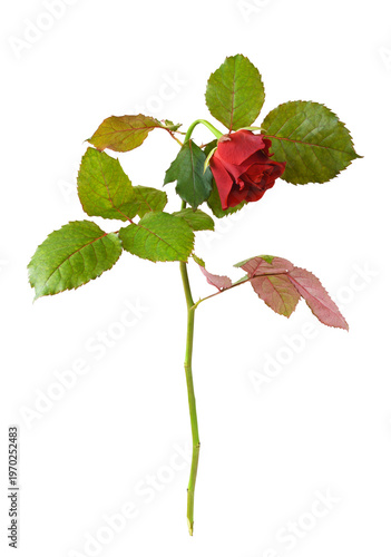 Drooping red rose flower is...