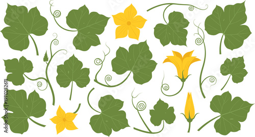 Cucumber or Pumpkin Vine Vector Set with Green Leaves Yellow Flowers and Tendrils Isolated on White Background for Gardening Nature Agriculture and Botanical Flat Design