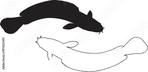 Silhouette of Baim (Spiny Eel)
Mastacembelus armatusa fish on white background. Vector illustration