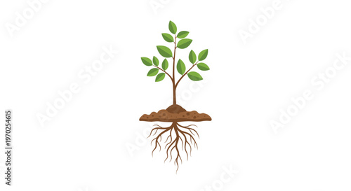 A delicate young sapling with lush green leaves and a complex network of brown roots grows from a small patch of fertile soil on a white surface.