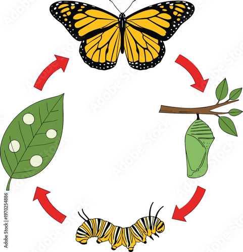 Butterfly life cycle stages diagram with egg on leaf caterpillar chrysalis and adult butterfly metamorphosis educational biology vector illustration