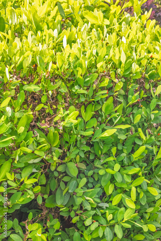 Fototapeta premium Peradeniya, Royal Botanic Gardens near of Kandy town in Sri Lanka. Cocaine plant, vibrant Green Foliage Texture Closeup: Lush Growth and Natural Beauty Illuminated by Sunlight in a Summer Garden