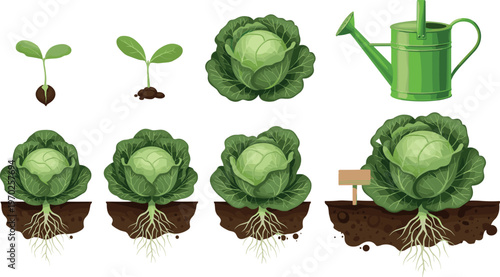 Cabbage growth stages vector illustration featuring seed sprout plant development and watering can gardening process isolated