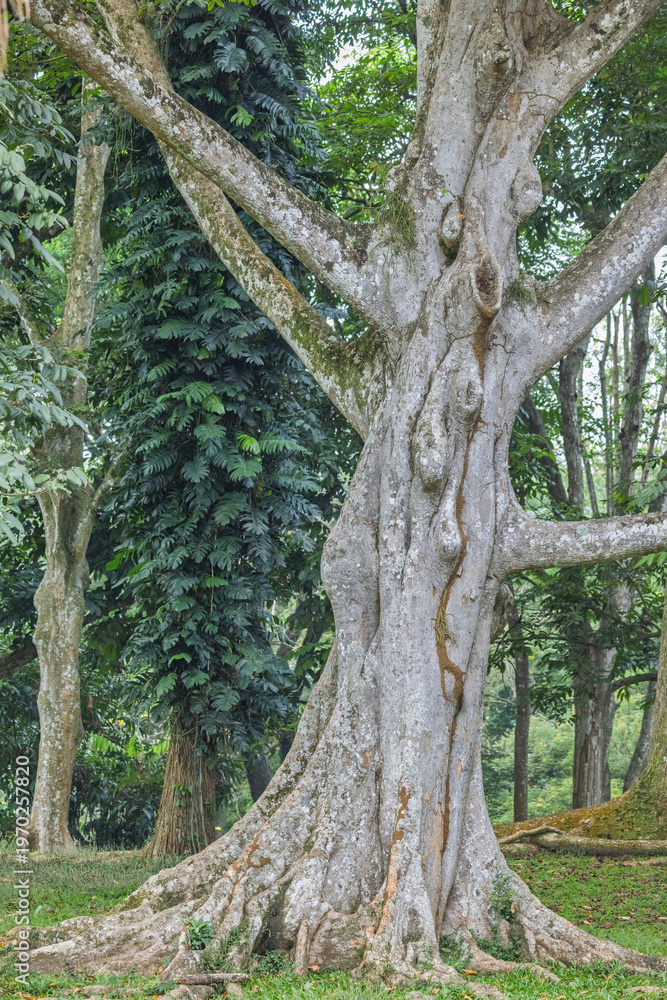 Fototapeta premium Peradeniya, Royal Botanic Gardens near of Kandy town in Sri Lanka. Ancient tree with prominent roots and textured bark, surrounded by lush green foliage, showcasing nature's resilience