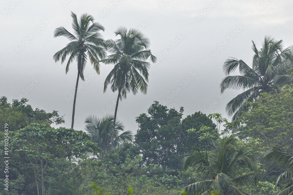Fototapeta premium Lush Tropical Palm Trees and Dense Green Foliage Against a Serene, Overcast Sky in a Vibrant Jungle or Forest Landscape. Sri Lanka island in Asia.