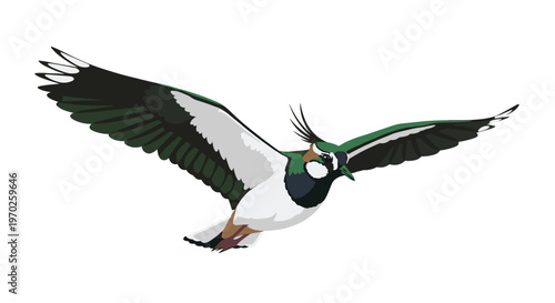 A detailed Northern Lapwing bird with iridescent green feathers and a prominent crest flies through a vast empty space with its large wings fully spread.