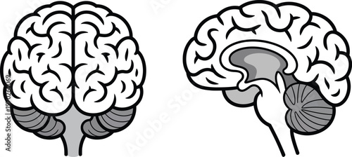 Brain anatomy illustrations, coronal and sagittal sections of the human brain, accurate vector design