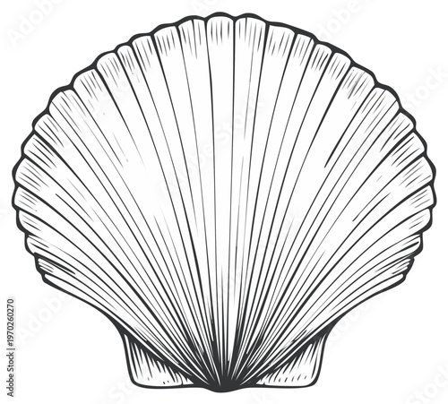 Seashell Outline: Detailed Ocean Scallop Shell Illustration Line Art