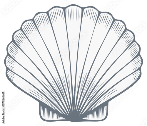 Detailed Engraved Scallop Shell Illustration Marine Mollusk Sea Creature Graphic