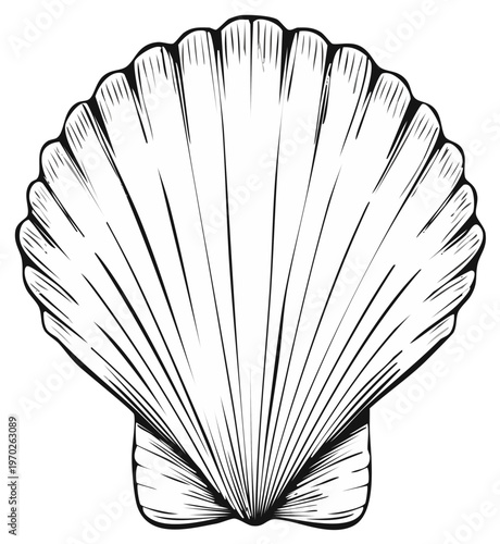 Elegant Scallop Shell Illustration Black and White Line Art Detailed Marine Mollusk