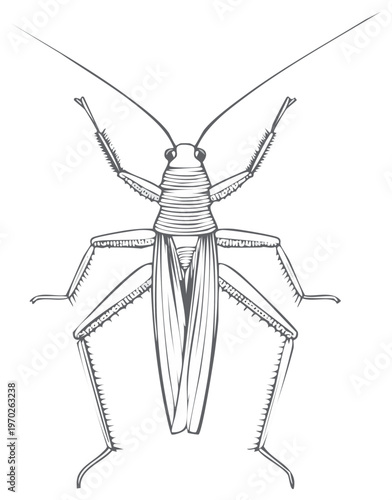 Detailed line drawing of a grasshopper with long antennae and textured wings