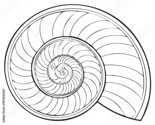 Sea shell detailed abstract vector line illustration. Graphic nautilus mollusk with spiral lines, seashell graphic pattern element.