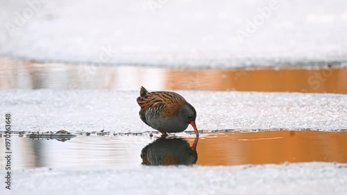 Drinking Water From A Winter Lake On Water Rail