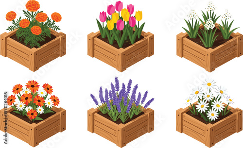 Flat isometric vector illustration of blooming flowers in wooden planter boxes including tulips lavender daisies and marigolds for garden concepts
