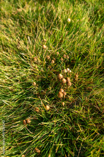 Psilocybe semilanceata liberty cap magic mushrooms in grass portrait