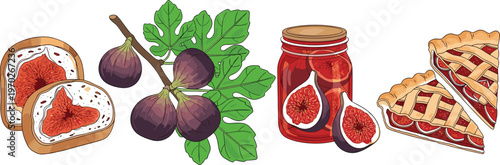 Fig Jam, Fresh Figs, and Fig Pie Vector Set with Hand-Drawn Illustrations of Sliced Bread, Figs, and Preserved Jam for Culinary and Food Designs