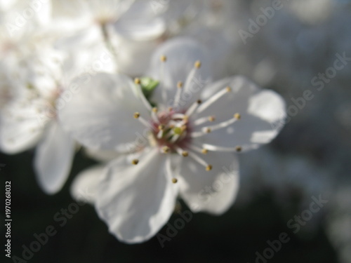 close up cherry blossoms with natural background