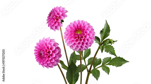 Charming cluster of three bright pink dahlia flowers with a developing bud and healthy green foliage.