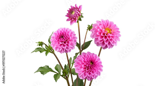 Foto Exquisite group of radiant pink dahlia flowers and a delicate bud, complemented by lush green leaves