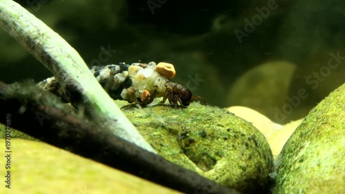 Caddisfly Larva Crawling Under Water. Caddis larva (Hesperophylax sp.) with pebble case crawling across a rock and scavenging for food, underwater, macro close-up. 