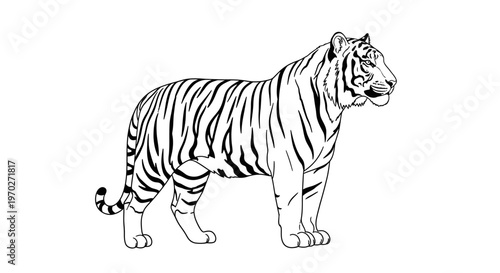 A black and white tiger standing still.