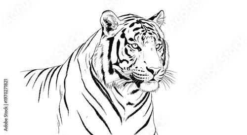 A black and white drawing of a tiger.
