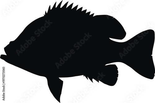 A sharp black silhouette of a spiny fish isolated on a clean and plain white background image