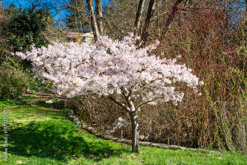 White Spring Blossoms