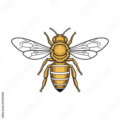 Detailed illustration of a honeybee with wings spread, isolated on white background.