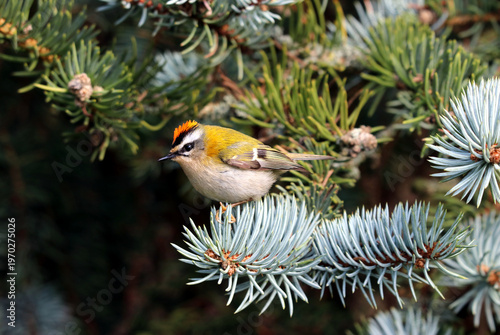 Firecrest bird, Regulus Ignicapillus perching in a conifer.