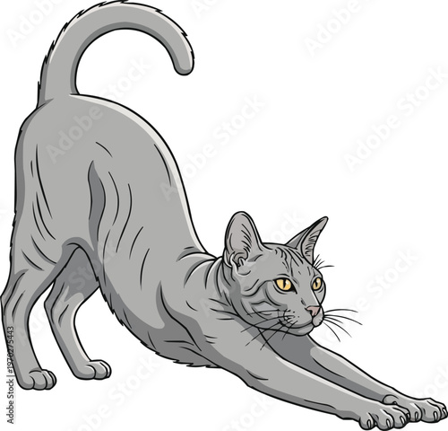 Asian Self Cat stretching relaxed yoga pose side view illustration
