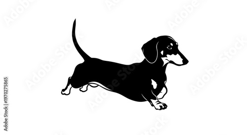 Black and white illustration of a dachshund dog running.
