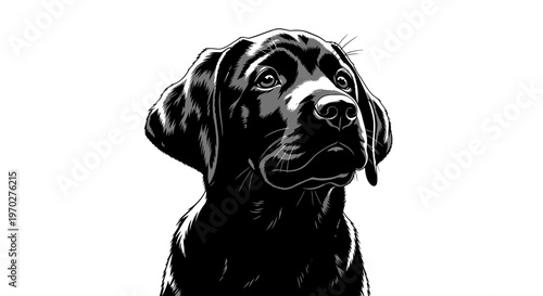 Black Labrador Retriever dog looking up with an intense and focused expression, a striking portrait in black and white.