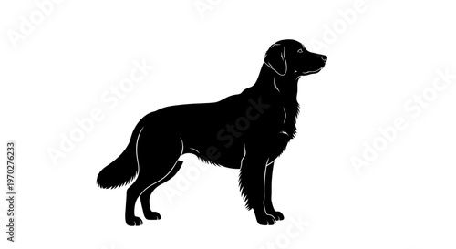 Black Labrador Retriever dog silhouette standing on white background.