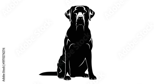 Black Labrador Retriever dog sitting in a classic pose, isolated on a clean white background, showcasing its sleek silhouette and loyal demeanor.