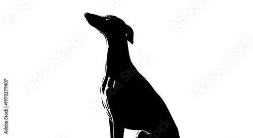 Elegant Greyhound Silhouette Against a Bright White Background.