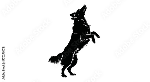 Silhouette of a dog standing on its hind legs looking up.