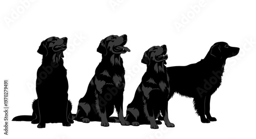 Four black Labrador retrievers in various poses, showcasing their sleek silhouettes and attentive expressions.