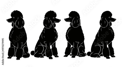 Four black poodle silhouettes sitting in a row on a white background.