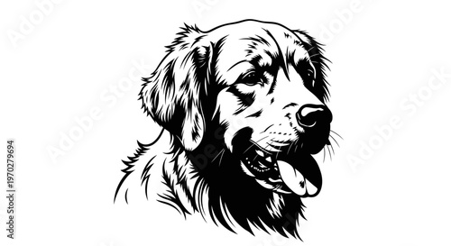 Golden Retriever dog head portrait in black and white.