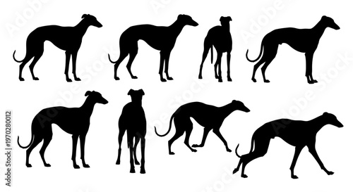 Silhouettes of elegant greyhound dogs in various poses, showcasing their slender and athletic forms.