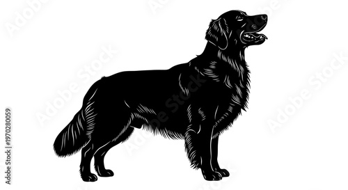 Majestic Black Golden Retriever Dog Silhouette.