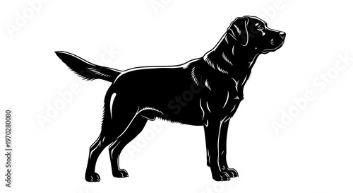 Majestic Black Labrador Retriever Standing Proudly.