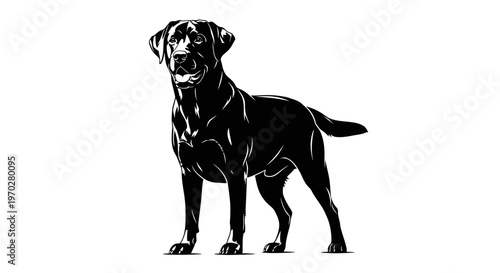 Majestic black Labrador retriever standing proudly, a loyal companion.