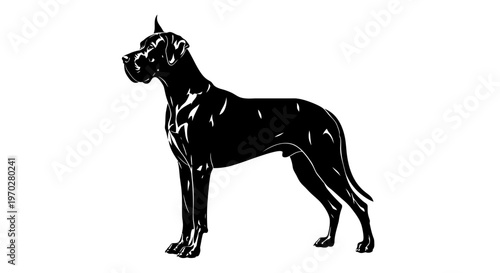 Majestic Great Dane dog standing proudly.